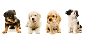 iStock-157382430-puppies